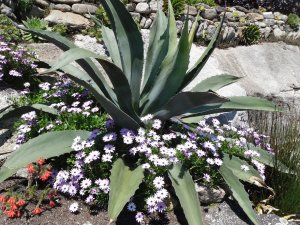 Exotic garden plants