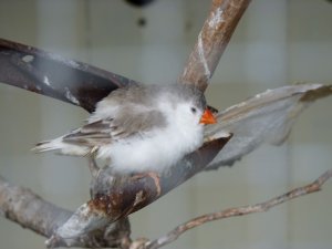 A feathered friend at the model village