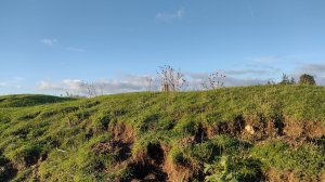 The tower of St Mary's Church just visible over the motte