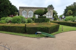 A real live peacock standing beneath a topiary peacock