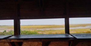 Looking out from the bird hide