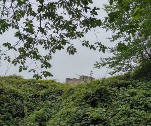 The keep peeking through the trees
