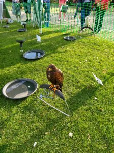 Bird of Prey displays in the gardens