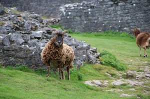 Sheep grazing