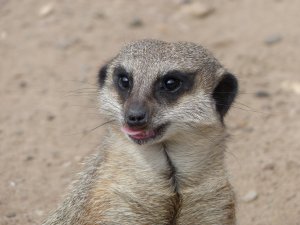  Next Biggest Sis likes Meercats!