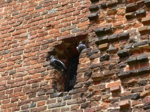 Pigeons in a nook in the wall