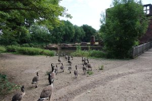Off for a swim in the moat