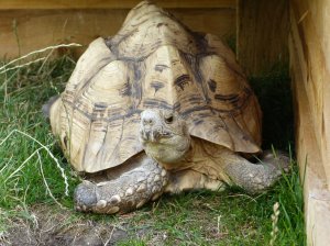 Brutus the tortoise