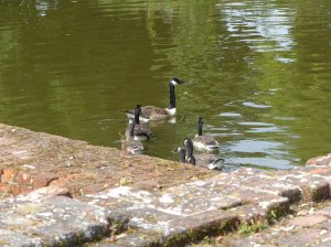 Wildfowl 3