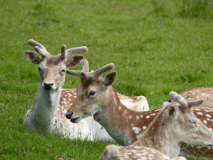 The Powderham deer