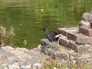 Wildfowl at the castle