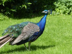 The resident peacock