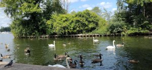 The Thames