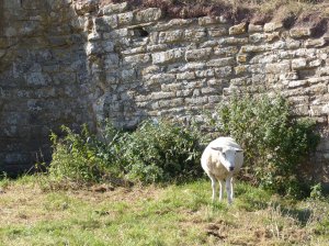 The castle remains are now inhabited by sheep