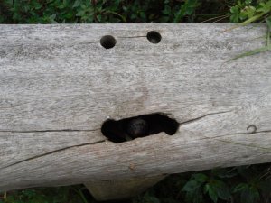 Quirky little faces on wooden fences! (not exactly castle related but I could not resist photographing it!)