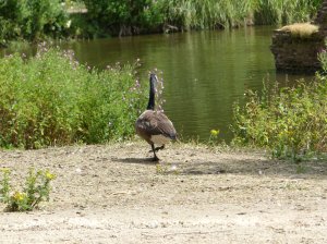 A goose having a stomp