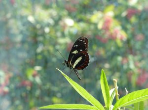 Butterflies2