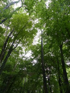 Canopy of trees in the woods