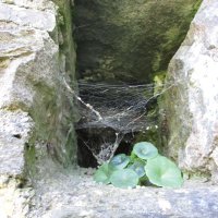Interesting flora at Kidwelly Castle