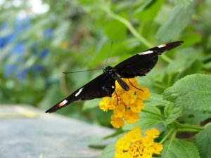 The butterfly house at the botanic gardens