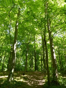 The woods