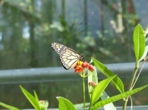 The butterfly house