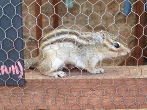 Chipmunk at the children's zoo