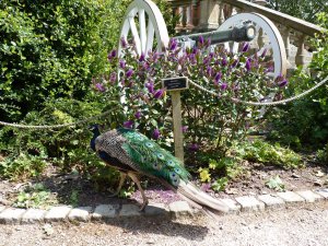 Castle peacocks