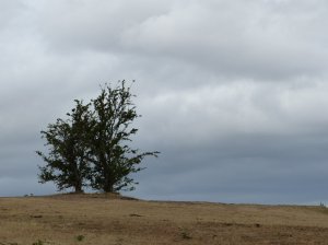 Lone tree on the summit