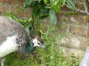 A resident peahen