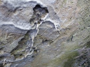 Tiny stalactites forming on the cellar ceiling