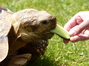 Feeding the tortoise