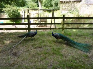 Peacocks by the adventure playground