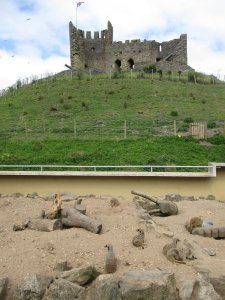 The back of the keep and the meerkat enclosure