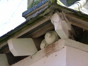 Doves in the dove cote
