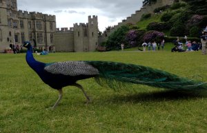 Peacocks roaming free around the castle grounds (Click on picture to expand)