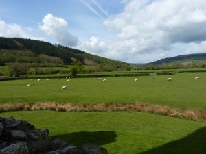 The sheep & the rolling hills