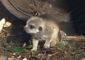Cute baby Meerkat!