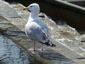 A gull having a paddle by the castle