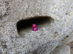 Tny ducks hidden in nooks and crannies