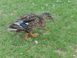 Quack!