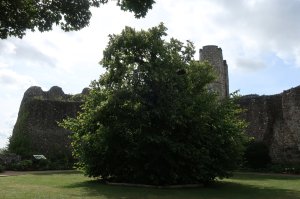 View of the South Tower with the tree growing where the well once was