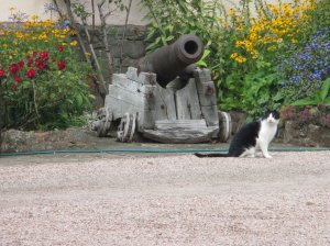 The cat was happy to see the tourists