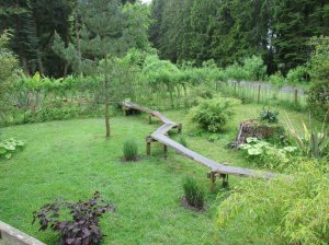 The boardwalk through the willow