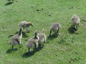 Ducklings at Margam