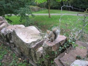 The locals are friendly on Brandon Hill. Make sure he doesn't nick your lunch!