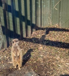 Also has some small animals...