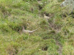 Wild Pheasants up by the ruin