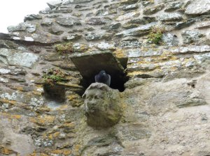 Fierce looking pigeon guarding the ruins