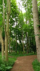 The woods